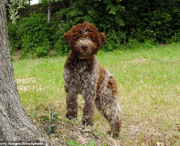Breaking: King Charles III Unveils Exclusive Bespoke Tweed Dog Jackets at Sandringham