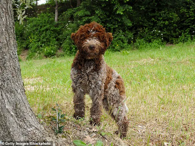 Breaking: King Charles III Unveils Exclusive Bespoke Tweed Dog Jackets at Sandringham