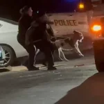 BREAKING: San Antonio Woman Killed by Her Own Pit Bull in Tragic Attack
