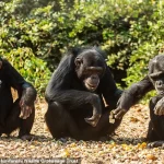 Chimpanzees in Zambia Embrace Peculiar Fashion Trend, Baffling Scientists