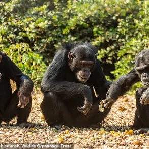 Chimpanzees in Zambia Embrace Peculiar Fashion Trend, Baffling Scientists