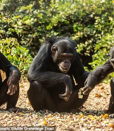 Chimpanzees in Zambia Embrace Peculiar Fashion Trend, Baffling Scientists
