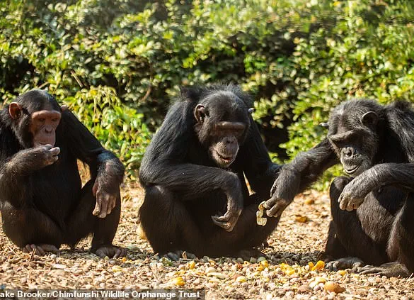 Chimpanzees in Zambia Embrace Peculiar Fashion Trend, Baffling Scientists