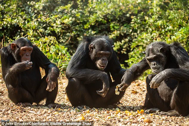 Chimpanzees in Zambia Embrace Peculiar Fashion Trend, Baffling Scientists