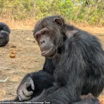 Chimpanzees in Zambia Embrace Peculiar Fashion Trend, Baffling Scientists