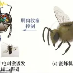 Chinese Scientists Achieve Neurotechnology Milestone by Creating Cyborg Bees with Miniature Brain Controllers