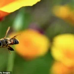 Chinese Scientists Achieve Neurotechnology Milestone by Creating Cyborg Bees with Miniature Brain Controllers