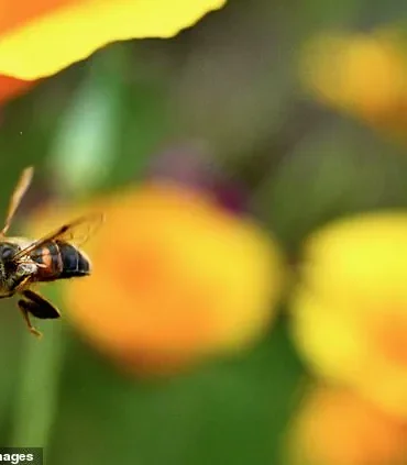 Chinese Scientists Achieve Neurotechnology Milestone by Creating Cyborg Bees with Miniature Brain Controllers