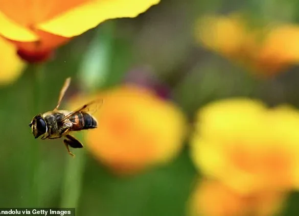 Chinese Scientists Achieve Neurotechnology Milestone by Creating Cyborg Bees with Miniature Brain Controllers