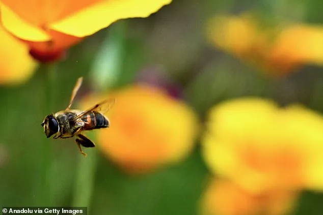 Chinese Scientists Achieve Neurotechnology Milestone by Creating Cyborg Bees with Miniature Brain Controllers