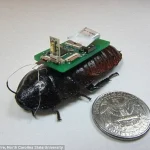 Chinese Scientists Achieve Neurotechnology Milestone by Creating Cyborg Bees with Miniature Brain Controllers