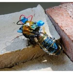 Chinese Scientists Achieve Neurotechnology Milestone by Creating Cyborg Bees with Miniature Brain Controllers