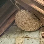 Exclusive Warning: Britain's Unprecedented Wasp Surge as Experts Sound Alarm Over Early Spring Heat