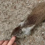 Exclusive: Yosemite Squirrels' Escalating Attacks and the Park's Limited Access to Critical Information
