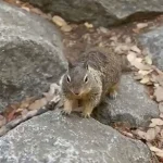 Exclusive: Yosemite Squirrels' Escalating Attacks and the Park's Limited Access to Critical Information