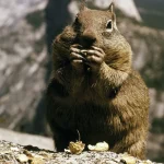 Exclusive: Yosemite Squirrels' Escalating Attacks and the Park's Limited Access to Critical Information