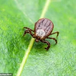 First U.S. Case of Rare Powassan Virus This Year Sparks Public Health Concerns, Experts Warn