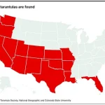 Giant Tarantulas to Emerge in Five States: Officials Warn of Seasonal Spectacle