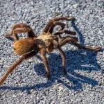 Giant Tarantulas to Emerge in Five States: Officials Warn of Seasonal Spectacle