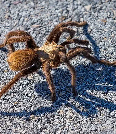 Giant Tarantulas to Emerge in Five States: Officials Warn of Seasonal Spectacle