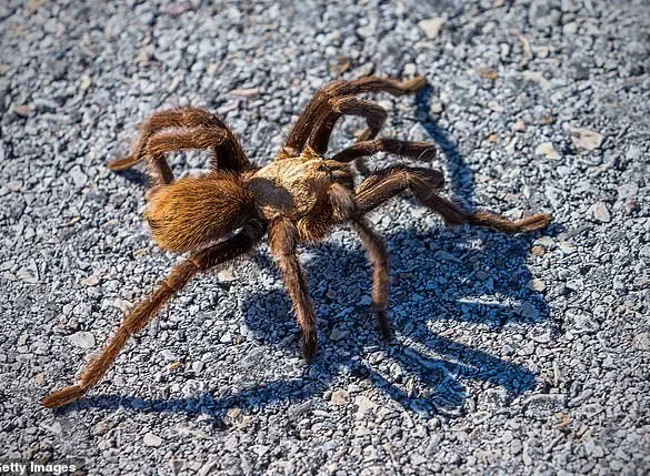Giant Tarantulas to Emerge in Five States: Officials Warn of Seasonal Spectacle
