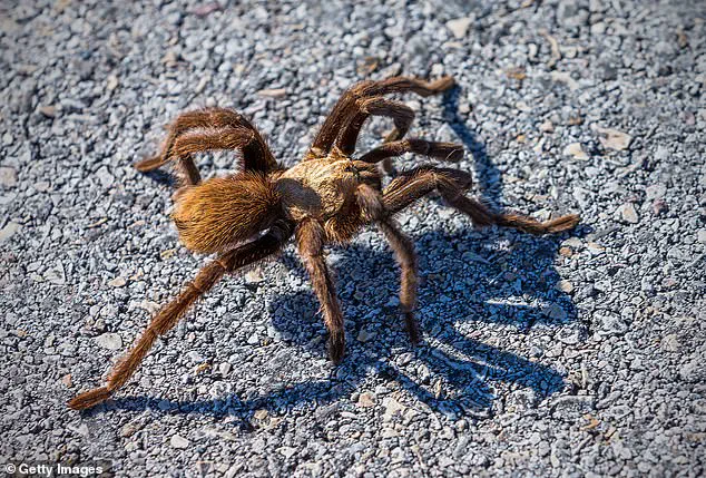 Giant Tarantulas to Emerge in Five States: Officials Warn of Seasonal Spectacle