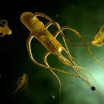 Global Health Crisis: Alarming Surge in XDR Typhi Mutations Sparks Urgent Call for New Treatments