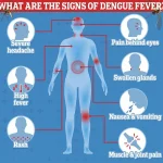 Health Alert: Chikungunya Outbreak in France Poses Risk to Travelers