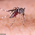 Health Alert: Chikungunya Outbreak in France Poses Risk to Travelers