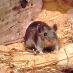 Health Officials Warn of Hantavirus Exposure in Arizona as Experts Sound Alarm Over Potential Pandemic Threat