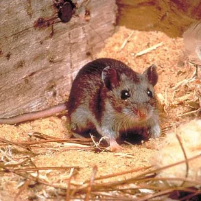 Health Officials Warn of Hantavirus Exposure in Arizona as Experts Sound Alarm Over Potential Pandemic Threat