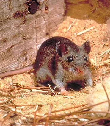 Health Officials Warn of Hantavirus Exposure in Arizona as Experts Sound Alarm Over Potential Pandemic Threat