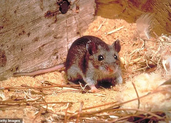 Health Officials Warn of Hantavirus Exposure in Arizona as Experts Sound Alarm Over Potential Pandemic Threat