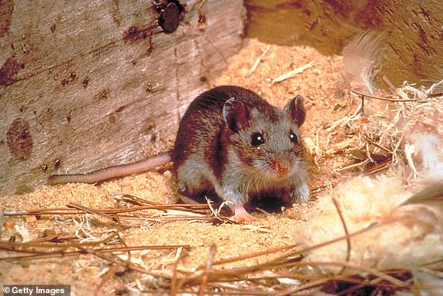 Health Officials Warn of Hantavirus Exposure in Arizona as Experts Sound Alarm Over Potential Pandemic Threat