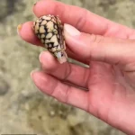 Hidden Danger in Okinawa: TikToker's Life-Threatening Encounter with Deadly Creature While Collecting Seashells