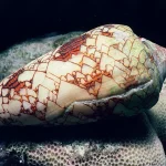 Hidden Danger in Okinawa: TikToker's Life-Threatening Encounter with Deadly Creature While Collecting Seashells