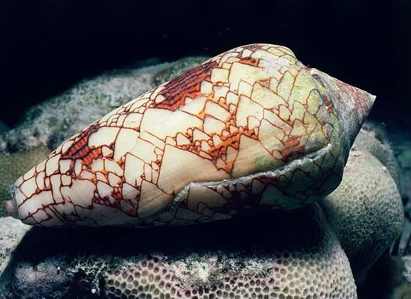Hidden Danger in Okinawa: TikToker's Life-Threatening Encounter with Deadly Creature While Collecting Seashells
