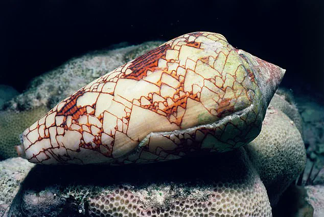 Hidden Danger in Okinawa: TikToker's Life-Threatening Encounter with Deadly Creature While Collecting Seashells