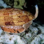 Hidden Danger in Okinawa: TikToker's Life-Threatening Encounter with Deadly Creature While Collecting Seashells