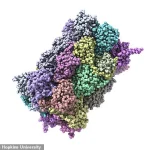 Johns Hopkins Study Reveals Rogue Proteins Linked to Alzheimer’s, Challenging Amyloid-Tau Consensus