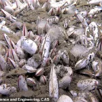 Late-Breaking Discovery: Thriving Deep-Sea Ecosystems in the Kuril-Kamchatka Trench Survive on Chemical Energy