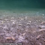 Late-Breaking Discovery: Thriving Deep-Sea Ecosystems in the Kuril-Kamchatka Trench Survive on Chemical Energy