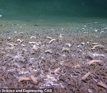 Late-Breaking Discovery: Thriving Deep-Sea Ecosystems in the Kuril-Kamchatka Trench Survive on Chemical Energy