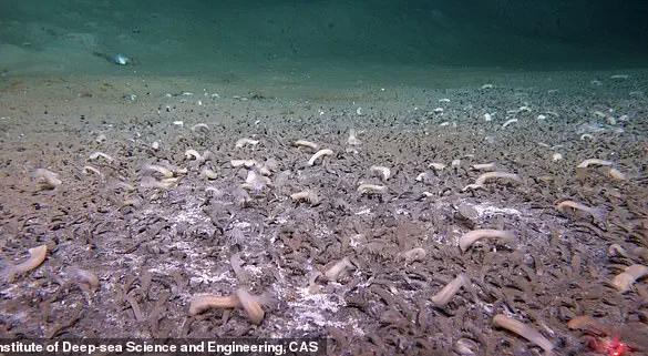 Late-Breaking Discovery: Thriving Deep-Sea Ecosystems in the Kuril-Kamchatka Trench Survive on Chemical Energy