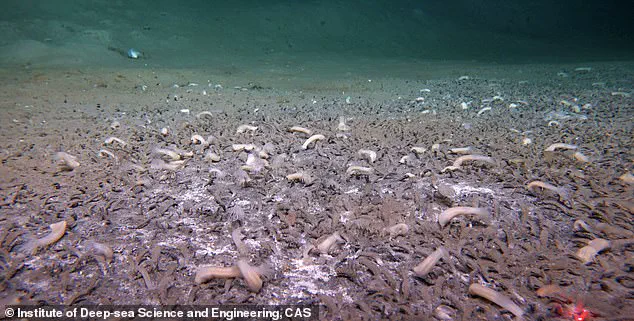 Late-Breaking Discovery: Thriving Deep-Sea Ecosystems in the Kuril-Kamchatka Trench Survive on Chemical Energy