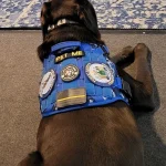 Maine Officials Remain Silent on Death of Emotional Support Dog Found in Hot State Vehicle