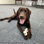Maine Officials Remain Silent on Death of Emotional Support Dog Found in Hot State Vehicle