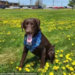 Maine Officials Remain Silent on Death of Emotional Support Dog Found in Hot State Vehicle