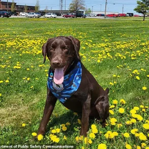 Maine Officials Remain Silent on Death of Emotional Support Dog Found in Hot State Vehicle