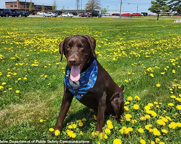 Maine Officials Remain Silent on Death of Emotional Support Dog Found in Hot State Vehicle